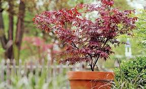 Guide To Japanese Maple Trees Jackson