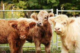 mini highland cows