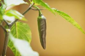 If they are indoors it could be. Growing Hot Peppers Indoors How To Care For Hot Peppers In Pots