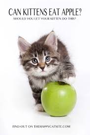 For example, let's say that apples are high in fiber and easy to digest. Can Cats Eat Apples A Complete Guide To Cats And Apples