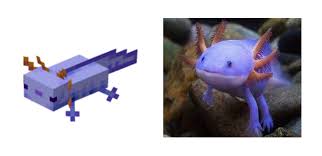 They come in five different colors, but the blue ones are extremely rare. Axolotl Discovery Minecraft
