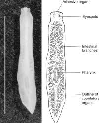 tapeworms an overview sciencedirect