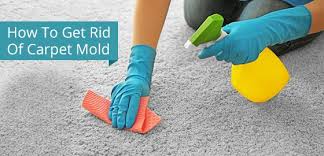 4 tips to eliminate carpet mold royal