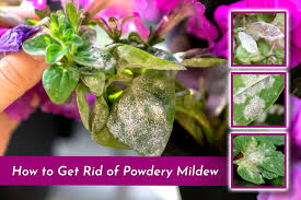 how to get rid of powdery mildew