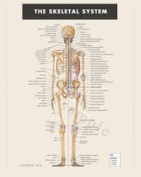 High Res Instant Digital Download The Skeletal System