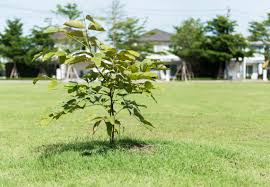 In kleinen gärten finden nur kleinwüchsige oder schmalkronige bäume, und in der regel nur ein exemplar ausreichend platz, sagt leitsch. Hausbaume Im Garten Arten Und Pflege Obi Erklart