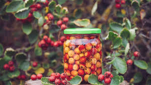 hawthorne berry as herbal cine for