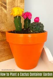 How To Plant A Cactus Container Garden