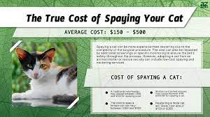 how much does it cost to spay a cat