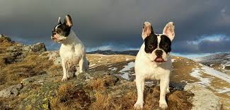 Is a highly respected breeder of french bulldogs. Bay Area French Bulldogs For Sale