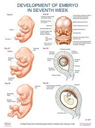 Embryology Charts Embryology Charts Exporter Manufacturer