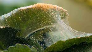 clover and spider mites noco pest
