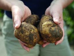 Wann sind die ersten knollen reif? Kartoffeln Pflanzen Pflegen Ernten Mein Schoner Garten