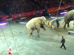 Ringling Brothers Barnum And Bailey Circus Elephants