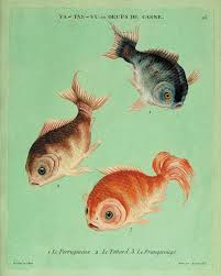 antique fish art print koi art nautical