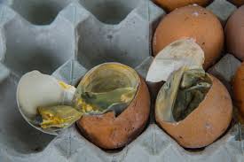 why your burps smell like rotten eggs