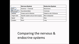 Compare The Nervous Endocrine Systems