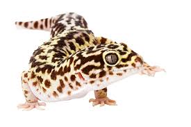 leopard gecko skin eye lizard blue