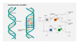 dna with its chemical components