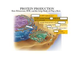 Protein Production Flowchart