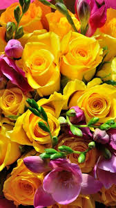 yellow rose beautiful flower