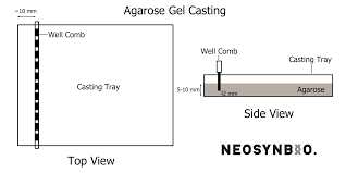 agarose gel electropsis protocol