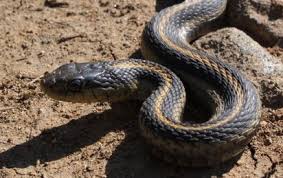 Image result for snake