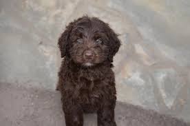 Look at pictures of labradoodle puppies who need a home. Chocolate Labradoodle Puppies
