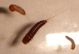 carpet beetle larvae from iran not