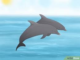 why do dolphins follow boats 4 reasons