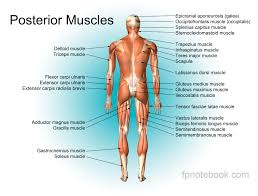 The human body is made up of millions and trillions of cells. Musculoskeletal Anatomy