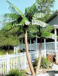 Outdoor Artificial Palm Trees Fake Palm
