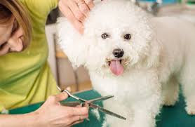 Dog grooming, cat grooming, rabbit grooming, guinea pig grooming, chinchilla grooming. Ispca Says Dog Groomers Can Provide Services For Pets Who Need Urgent Care