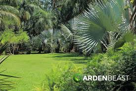 Garden Palm Trees How To Plant Care