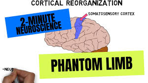 2 minute neuroscience phantom limb
