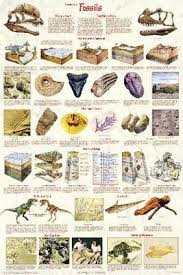 E103 Introduction To Fossil Chart Introduction To