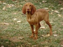 Vizsla puppies for sale and dogs for adoption in illinois, il. Vizsla Puppies In Colorado