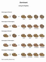 Dominant Gene Ball Python Chart Living Art Reptile Ball