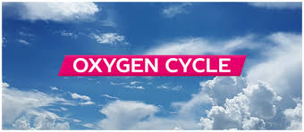 Oxygen Cycle Meaning Steps Diagram Chemistry Byjus