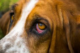 horner s syndrome in dogs veterinary
