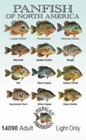 Pan Fish Fish Bass Fishing Fish Chart