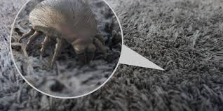 dust mites and get allergy relief
