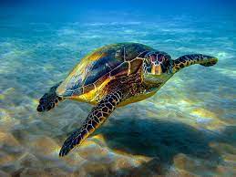 sea turtle computer wallpapers