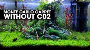 grow a monte carlo carpet without co2
