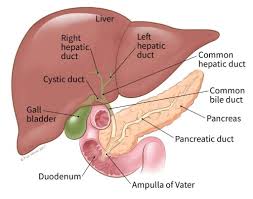 Hepatocytes, bile caniculi and hepatic sinusoids. What Is Bile Duct Cancer What Is Cholangiocarcinoma