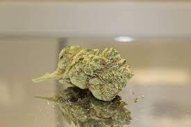 Marijuana as a term varies in usage, definition and legal application around the world. Marihuana Wikipedia