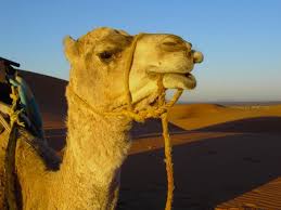 The word turkey is a name of an bird or fowl is not humiliation to the republic of turkey previously known as the ottoman empire. How Camels Are Integrated In Moroccan Labour
