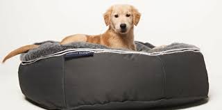 Why Dogs Chew Their Beds And How To