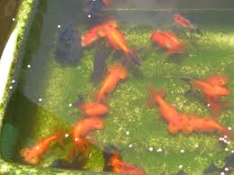 goldfish dallas discus