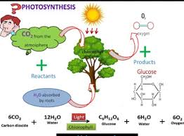 Of Photosynthesis Brainly